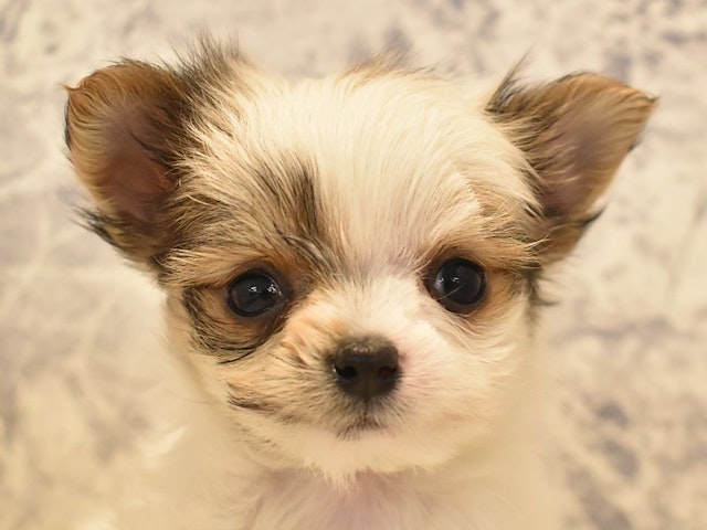 東京都のハーフ犬 (ペッツワン昭島店/2024年2月5日生まれ/女の子/レッドホワイト)の子犬